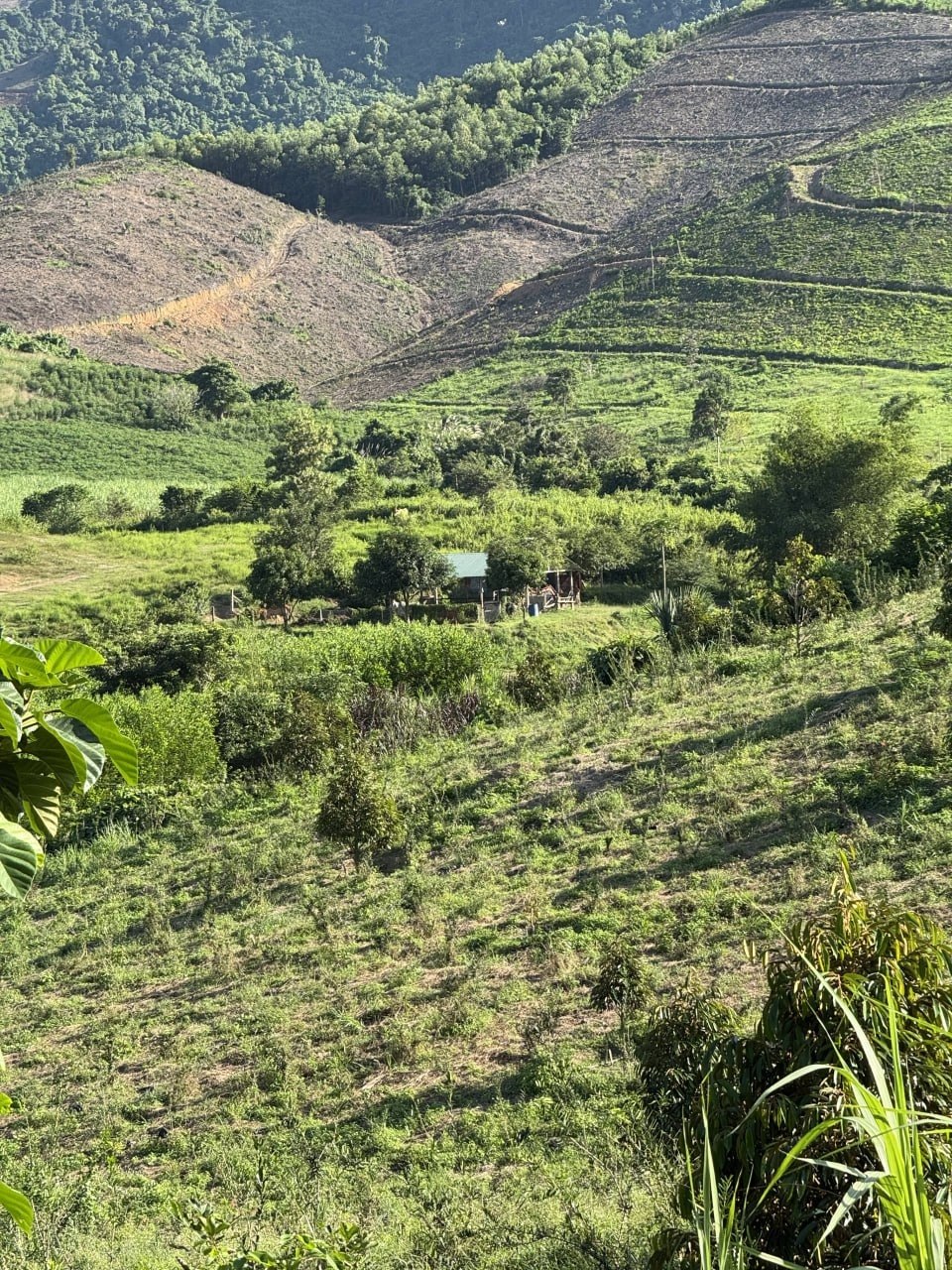 Vùng trồng 1