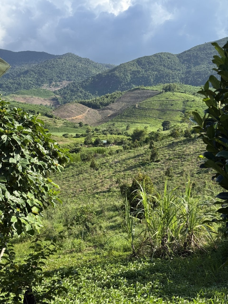 Vùng trồng 2